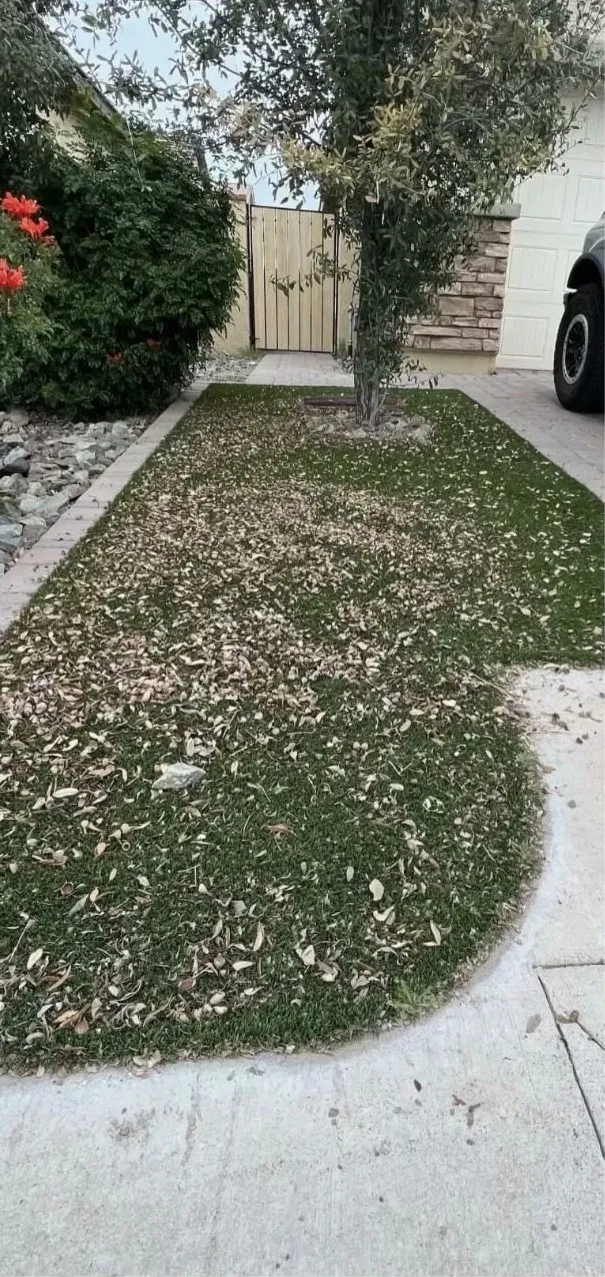Synthetic turf covered in leaves, hair and debris before cleaning