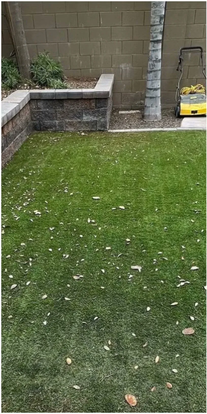 Dull, matted turf before cleaning