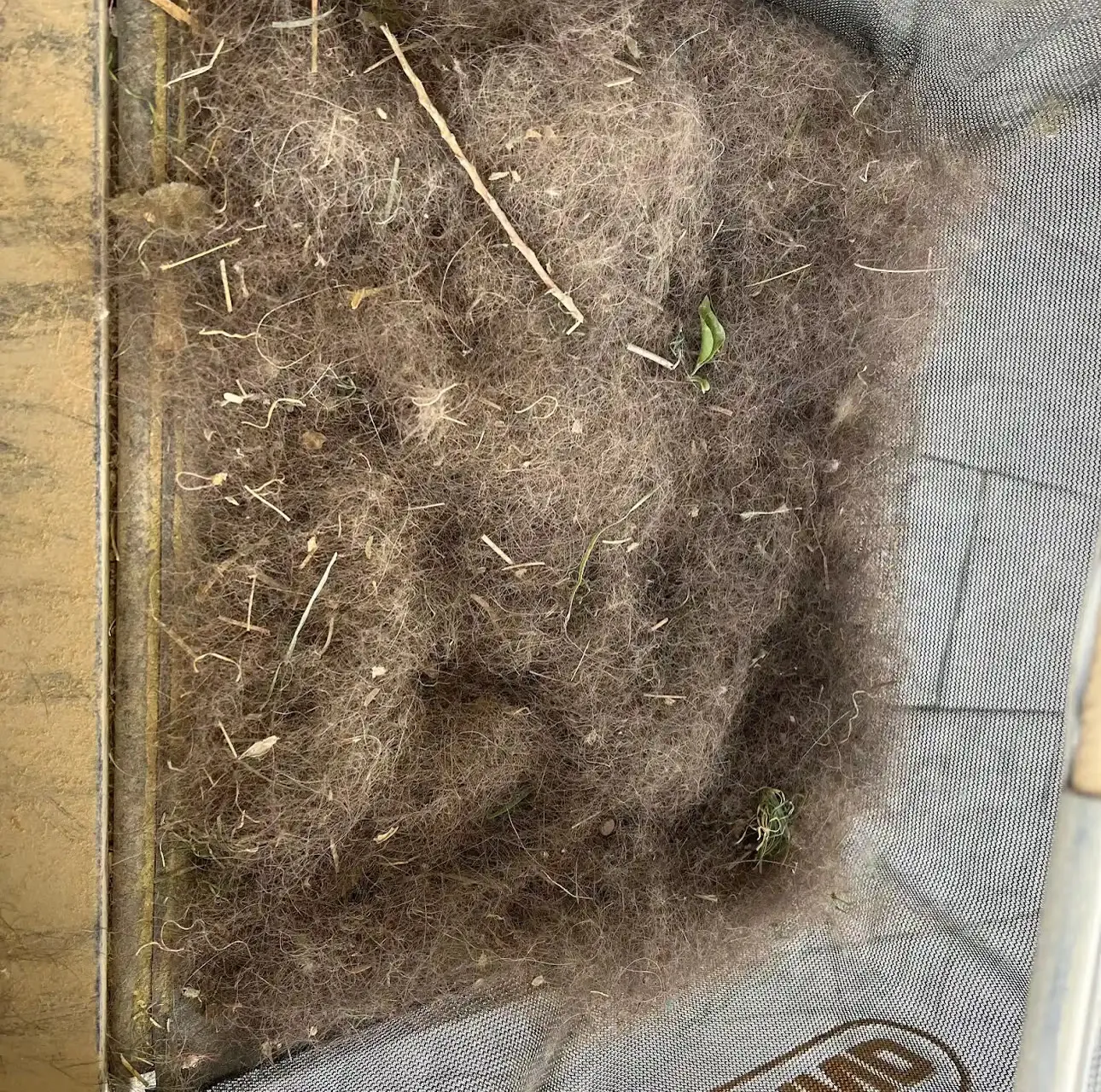 Powerbroom catch basket full of leaves, hair and debris pulled from synthetic turf